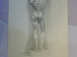 Подпись Прокопенко. Скульптура. Бумага, карандаш. Размер 31,5х51,5 см., фото №4