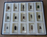 Набор насекомых 15 штук в боксе, фото №2