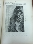 1909 Естествознание География, фото №9