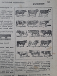 1907 г. Настольная иллюстрированная энциклопедия В. В. Битнера, фото №6