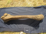 Берцовая кость мамонта, фото №9