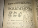 1936 Плодово-ягодный Сад в Красноярском крае, фото №3