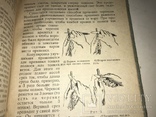 1936 Плодово-ягодный Сад в Красноярском крае, фото №10