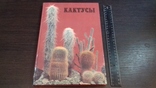 Кактусы. Киев 1982 год, фото №2