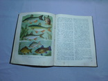Настольная книга рыболова - спортсмена. Москва 1960, фото №9