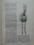 1927. Строение тела Домашних Животных. Диссельгорст Р., фото №7