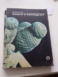 Книга о кактусах 1974р., фото №2