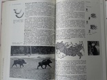  Спортивная охота в СССР том1, фото №13