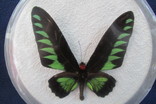 Бабочка Trogonoptera brookiana, фото №3