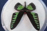 Бабочка Trogonoptera brookiana, фото №5