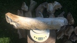 Кости мамонта, фото №12
