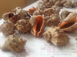 Морские ракушки (раковины), 15 шт., фото №2
