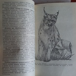 Квасниця "Історико-природничі нариси з краєзнавства Львівська область" 1994р., фото №4