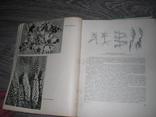 Цветы  Д.Ф.Юхимчук 1960г, фото №4