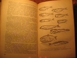 Товароведение мясо-рыбных и гастрономических товаров 1976г, фото №11