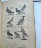 Записки ружейного охотника . Аксаков 1910 г., фото №12