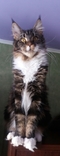 Кошка породы Мейн Кун в разведение, photo number 3