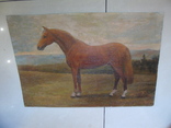 Призовая лошадь, фото №3