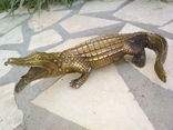 Крокодил коллекционная статуэтка 25 см вес 915 грамм, фото №2