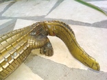 Крокодил коллекционная статуэтка 25 см вес 915 грамм, фото №6