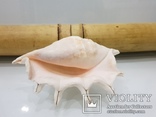 Queen Conch Shell  754.7 Gramm, фото №2