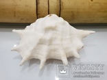 Queen Conch Shell  754.7 Gramm, photo number 3