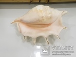 Queen Conch Shell  754.7 Gramm, фото №7