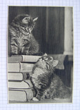 Фотооткрытка "Котята с книжками" (СССР, тир. 20 т., 1956 г.), фото №2