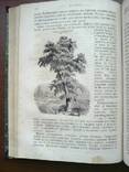 Ботаника 1859г. С 282 политипажами!, фото №11