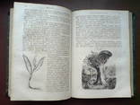 Ботаника 1859г. С 282 политипажами!, фото №12