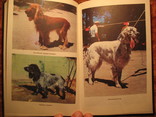 Охотничьи собаки Н.А Марканов 1993г, фото №10