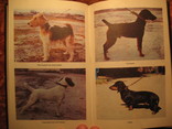 Охотничьи собаки Н.А Марканов 1993г, фото №11