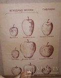Набор Муляжей Плодов, времен СССР, Учебный, фото №5