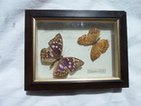 Бабочки под стеклом, фото №2