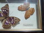 Бабочки под стеклом, фото №3