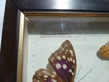 Бабочки под стеклом, фото №4
