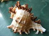 Морская раковина Чихореус рамосус, фото №2