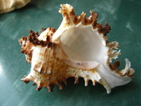 Морская раковина Чихореус рамосус, фото №3