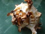 Морская раковина Чихореус рамосус, фото №5