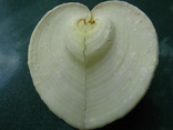 Морская ракушка Corculum cardissa BIG сердце, фото №3