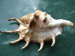 Морская ракушка раковина Ламбис ламбис 142 мм, фото №2