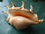 Морская ракушка раковина Ламбис ламбис 142 мм, фото №4