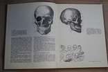 Книга Рабинович М.Ц. Пластическая анатомия и изображение человека на ее основах., фото №6