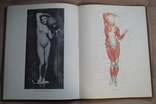 Книга Рабинович М.Ц. Пластическая анатомия и изображение человека на ее основах., фото №13