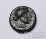 Троада, м.Александрія, 301-281 до н.е. – Аполлон Смінтей («Бог мишей»), фото №7