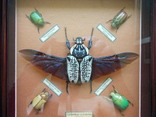 5 тропических жуков в рамке, фото №5