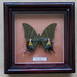 Papilio imperialis в рамке, фото №2