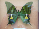 Papilio imperialis в рамке, фото №5