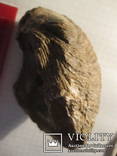 Половинка Двустворчатого Моллюска, фото №2