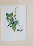 Дикий виноград. Авторская акварель в раме с паспарту, фото №6